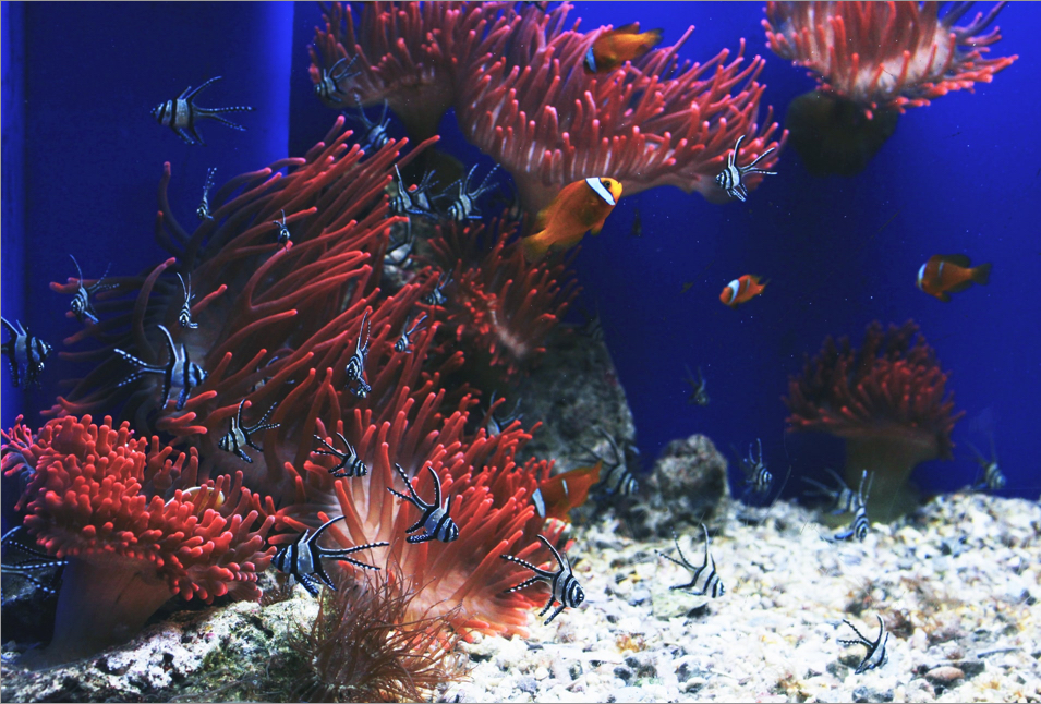 Aquarium tank containing clownfish and coral