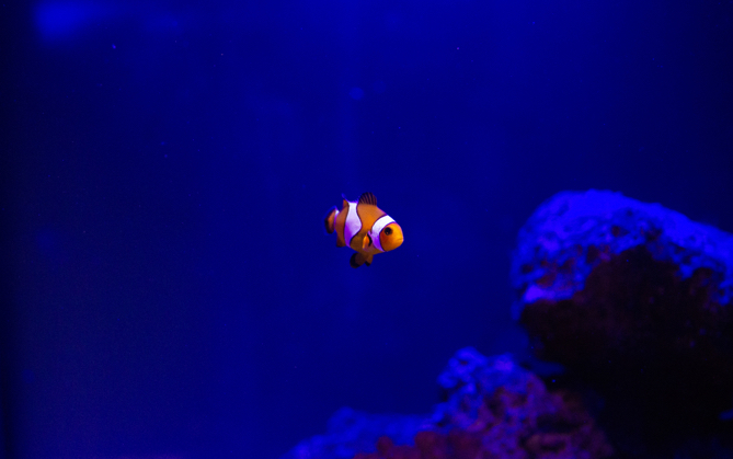 A single clown fish swimming