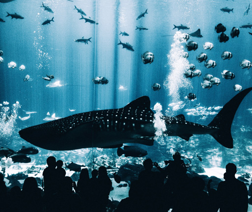 many people looking at giant whale in aquarium